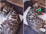 Chatons Bengal de très haute qualité