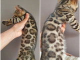 Chatons Bengal de très haute qualité
