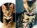 Chatons Bengal de très haute qualité