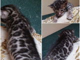 Chatons Bengal de très haute qualité