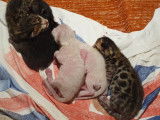 Chatons Bengal de très haute qualité