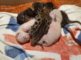 Chatons Bengal de très haute qualité