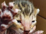 Chatons Bengal de très haute qualité