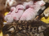 Chatons Bengal de très haute qualité