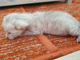 Chatons Bengal de très haute qualité