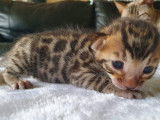 Chatons Bengal de très haute qualité