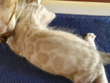 Chatons Bengal de très haute qualité