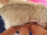 Chatons Bengal de très haute qualité