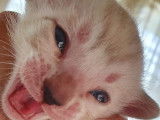 Chatons Bengal de très haute qualité