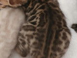 Chatons Bengal de très haute qualité