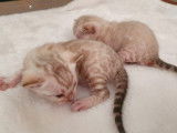Chatons Bengal de très haute qualité