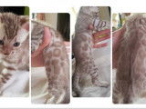 Chatons Bengal de très haute qualité