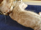 Chatons Bengal de très haute qualité