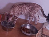 Chatons Bengal de très haute qualité