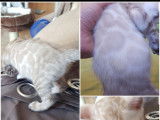 Chatons Bengal de très haute qualité