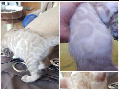 Bengal chatons panthère des neige bengal