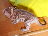 Chatons Bengal de très haute qualité