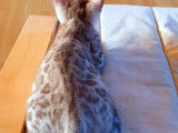 Chatons Bengal de très haute qualité