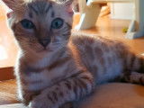Chatons Bengal de très haute qualité