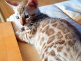 Chatons Bengal de très haute qualité