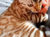 Chatons Bengal de très haute qualité