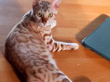 Chatons Bengal de très haute qualité