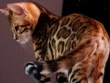 Chatons Bengal de très haute qualité