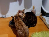 Chatons Bengal de très haute qualité