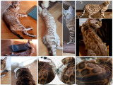 Chatons Bengal de très haute qualité