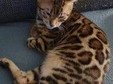 Chatons Bengal de très haute qualité