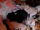 Chatons Bengal de très haute qualité