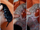 Chatons Bengal de très haute qualité