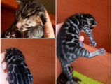 Chatons Bengal de très haute qualité