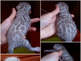 Chatons Bengal de très haute qualité