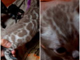 Chatons Bengal de très haute qualité