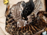 Chatons Bengal de très haute qualité