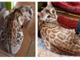 Chatons Bengal de très haute qualité