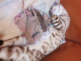 Chatons Bengal de très haute qualité