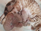 Chatons Bengal de très haute qualité