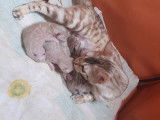 Chatons Bengal de très haute qualité