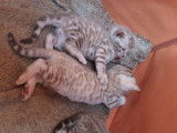 Chatons Bengal de très haute qualité
