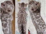 Chatons Bengal de très haute qualité
