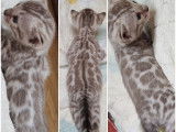 Chatons Bengal de très haute qualité