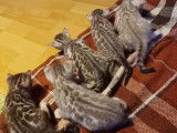Chatons Bengal de très haute qualité