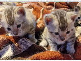 Chatons Bengal de très haute qualité