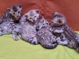 Chatons Bengal de très haute qualité