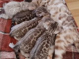 Chatons Bengal de très haute qualité