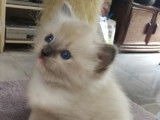 Chatons de race Ragdoll &agrave; vendre (2 femelles & 2 m&acirc;les)