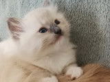 Chatons de race Ragdoll &agrave; vendre (2 femelles & 2 m&acirc;les)