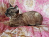 Bengal de couleur sepia a rosset disponible pour saillie